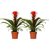 Guzmania Hope - 2 pièces - Ø12cm - ↕40cm
