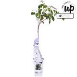 Plante grimpante Wisteria sinensis Caroline bleue Ø15 cm hauteur 65 cm