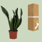 Sansevieria Whitey 12cm - Ø12cm - ↕27cm