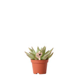 Succulente Echeveria Miranda verte Ø6 cm