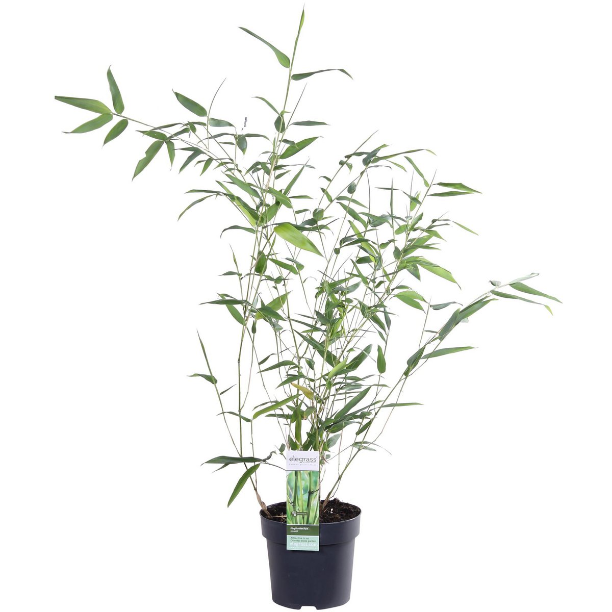 Image de diapositive