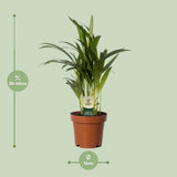 Vue rapprochée des tiges élégantes du Dypsis Lutescens