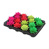 Echeveria Colored Neon Mix - 16 pièces - Ø6cm - ↕8cm