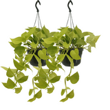 Lot de 2 Epipremnum pothos doré - Ø15 cm - 25 cm