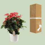 Anthurium rose en pot Ø21 cm hauteur 65 cm