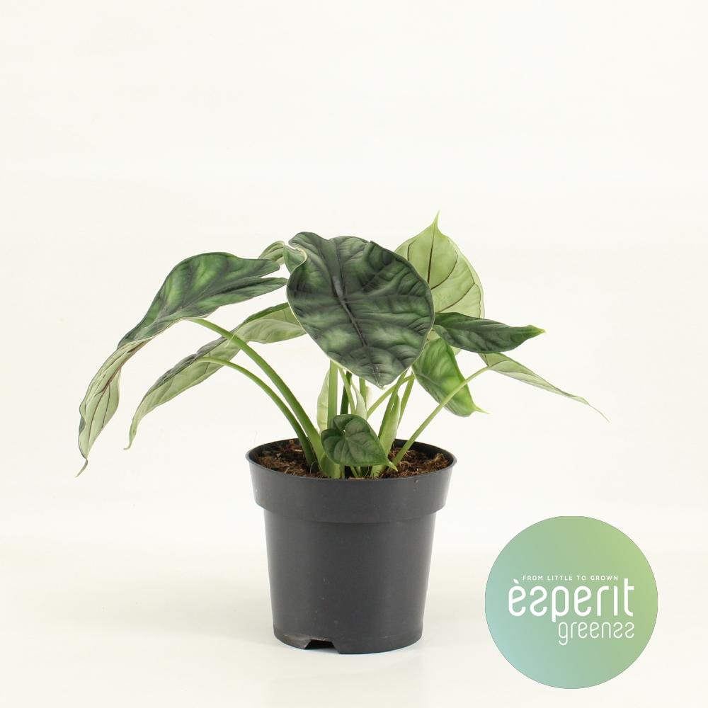 Alocasia Dragon Scale - plante d'intérieur avec feuillage texturé