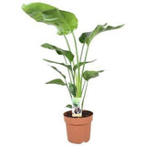 Strelitzia Nicolai en pot de 21 cm, plante majestueuse avec grandes feuilles vert foncé