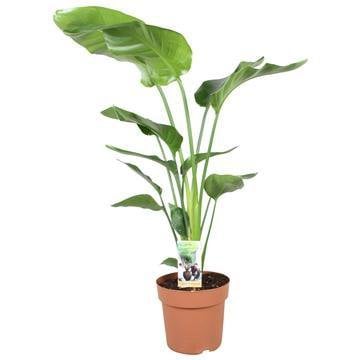 Strelitzia Nicolai en pot de 21 cm, plante majestueuse avec grandes feuilles vert foncé