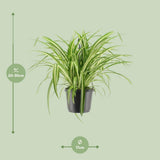 Chlorophytum comosum variegatum - Ø1117cm - ↕30cm
