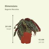 2x Begonia Maculata - Blad Begonia - 20 cm - Ø12