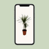 Dracaena margina bicolor - Ø19cm - ↕70cm