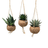 Kokodama Aloe Mix - 3 pièces - Ø15cm - ↕25cm