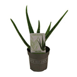 Plante Aloé vera en pot Ø10,5 cm hauteur 30 cm