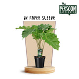 ALOCASIA Portodora - Ø21cm - ↕75cm