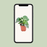 Peperomia Raindrop - Ø12cm - ↕20cm
