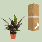 Calathea marqué - Ø12cm - ↕50cm