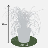 Carex Ribbon Falls - Ø23cm - ↕60cm - Ø23 - ↨60cm