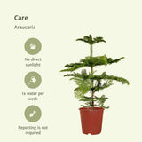 Araucaria - Pin de chambre - Ø21cm - ↕70cm