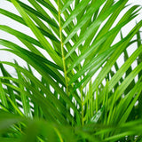 Dypsis Lutescens - Palmier Areca - Ø21cm - ↕110cm