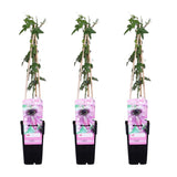 Lot de 3 passiflores 'Haze' violettes