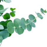 Eucalyptus pul. Bébé bleu - Ø13cm - ↕20cm