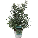 Eucalyptus Guni - Ø23cm - ↕65cm