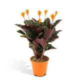 Calathea Crocata - Plante Pauwen - ø14cm - ↕40cm