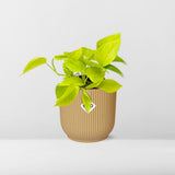 Epipremnum pinnatum jaune 14 cm