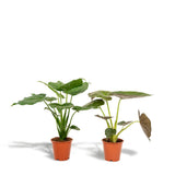 Lot de 2 Alocasia Cucullata et Wenii
