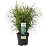Miscanthus sinensis Strress - Ø 23. - ↕60cm - Ø23 - ↨60cm