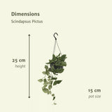 Scindapsus Pictus - 2 pièces - ø15cm - ↕20cm