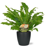 Asplenium Campio - Ø17cm - ↕50cm + pot Bruxelles D18x17cm - anthracite