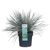 Plante artificielle Festuca glauca bleue
