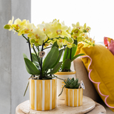 Maison Colibri | Rayure peinte - Jaune - Ø6cm