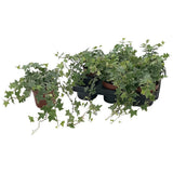 Hedera Helix 'Esther' - Plante grimpante élégante en pot de 13 cm