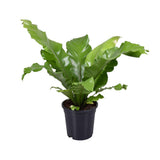 Begonia Nest - Plante d'Asplenium nidus avec feuilles luxuriantes