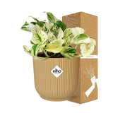 Plante Epipremnum Pinnatum Happy Leaf avec cache-pot jaune