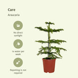 Plante Araucaria pin de chambre Ø14 cm hauteur 40 cm