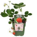 Plante fraisiers Fragaria x ananas Delizzimo