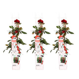 Lot de 3 roses Crazy in Love orange-rose Ø15 cm hauteur 65 cm
