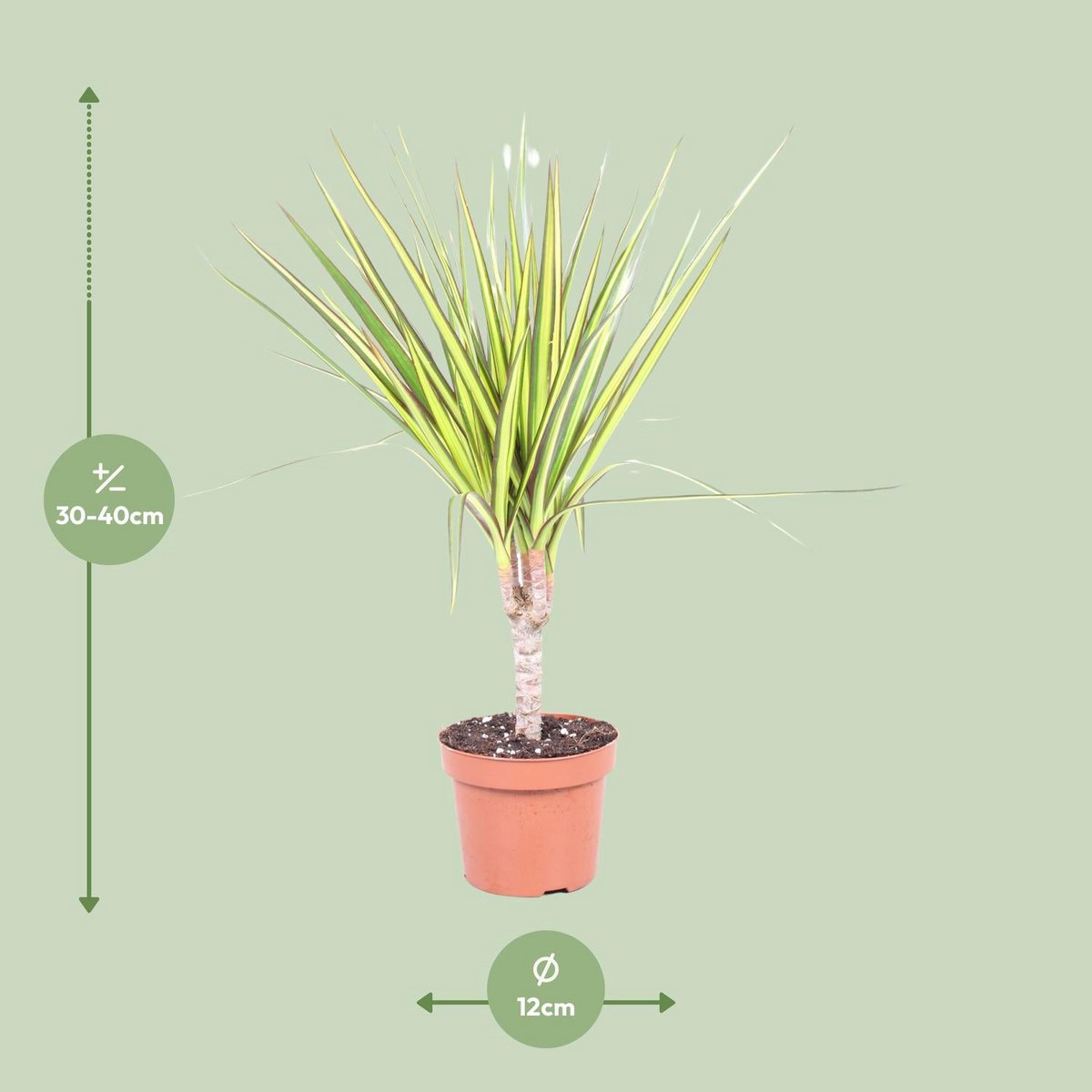 Dracaena Sunray dans un pot décoratif - Ambiance intérieure