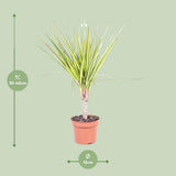 Dracaena Sunray dans un pot décoratif - Ambiance intérieure