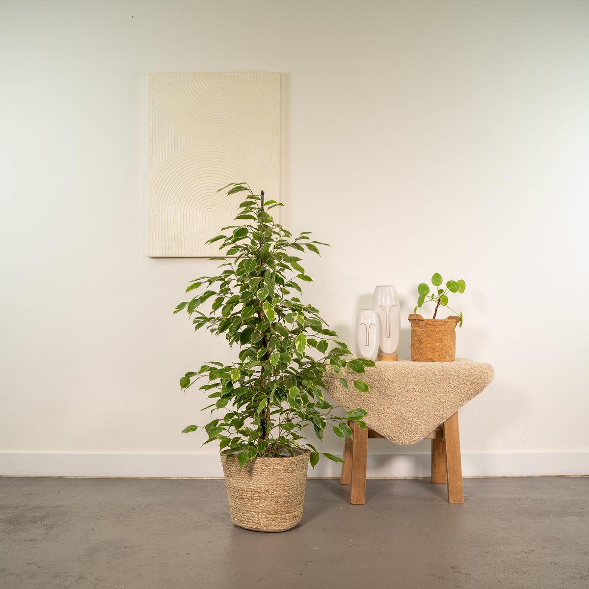 Détail des petites feuilles du Ficus Benjamina Goldenking
