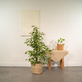 Détail des petites feuilles du Ficus Benjamina Goldenking