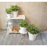 Viburnum 'Fairy Stars' - Ø13cm - ↕20cm