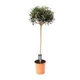 Olive olea - Ø19cm - ↕80cm