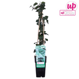 Hedera Irish - Ø15cm - ↕65 cm