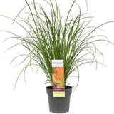 Plante artificielle Carex Testacea orange Ø19 cm