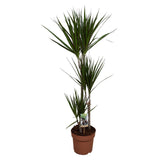Dracaena Marginata - Ø21 ↕120