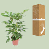 Actinallla Schefflera Love - Iø24cm - ↕100cm